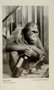 1926 - Orang-Utan - alter Druck